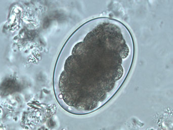 Geohelminths