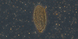Schistosoma mansoni