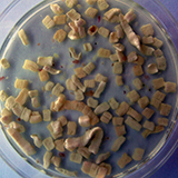 T. solium proglottid