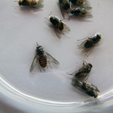 Tsetse flies Glossina