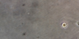 Acanthamoeba castellanii