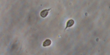 Giardia intestinalis1