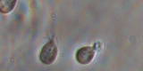 Giardia intestinalis3